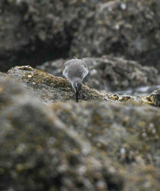 Bécasseau maubèche - ML647688874