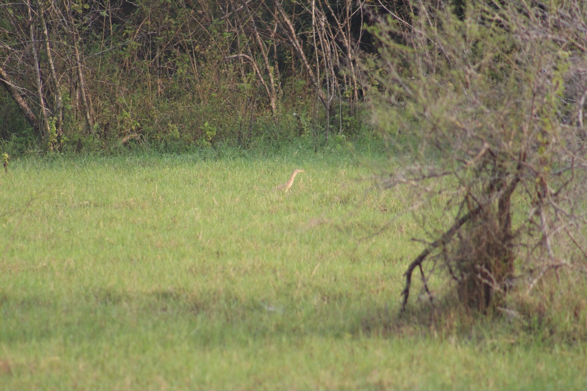 Indian Pond-Heron - ML647688886