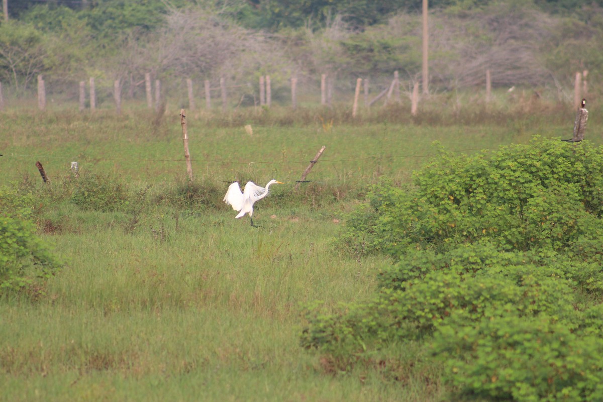 Garceta Grande - ML647688903