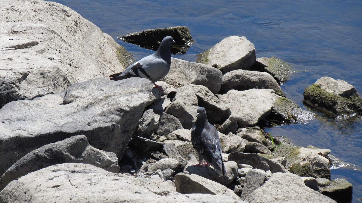 Rock Pigeon (Feral Pigeon) - ML64768891