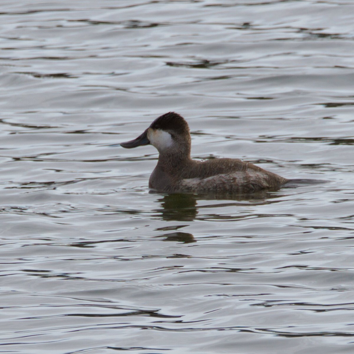 Schwarzkopf-Ruderente - ML647688917