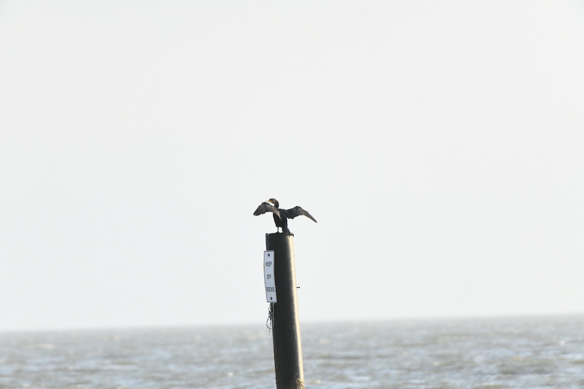 Double-crested Cormorant - ML647688927