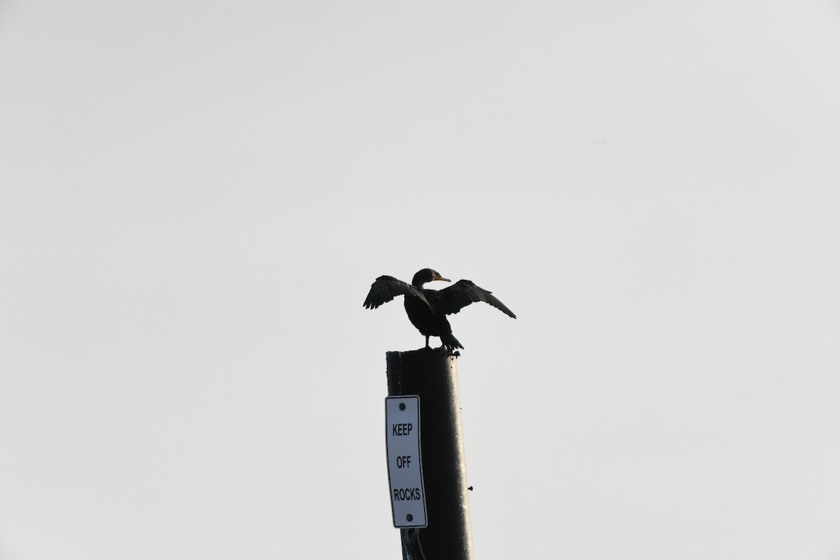 Double-crested Cormorant - ML647688928