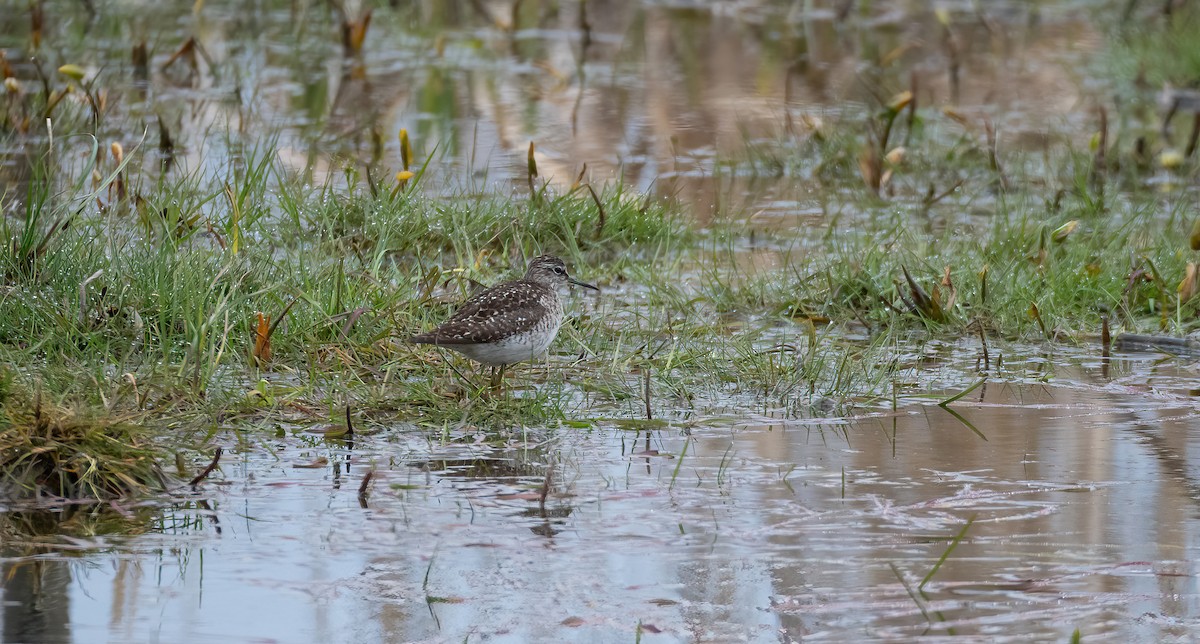 ביצנית מנומרת - ML647688938