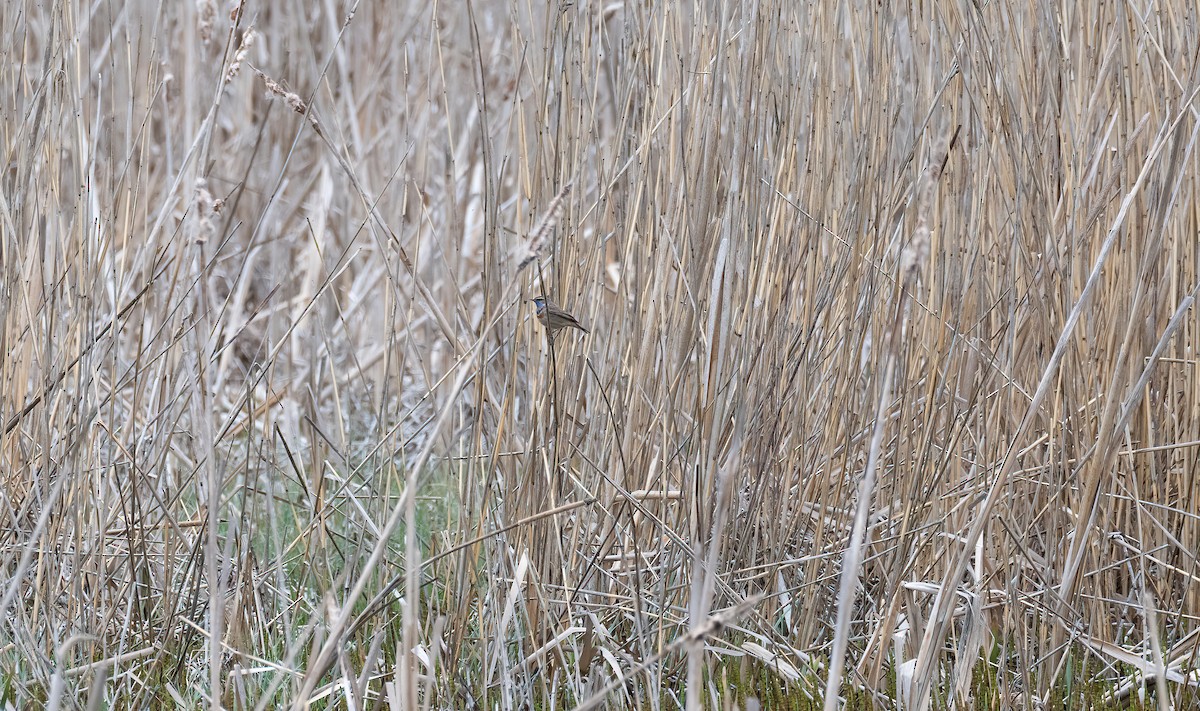 כחול חזה (נקודה אדומה) - ML647688953