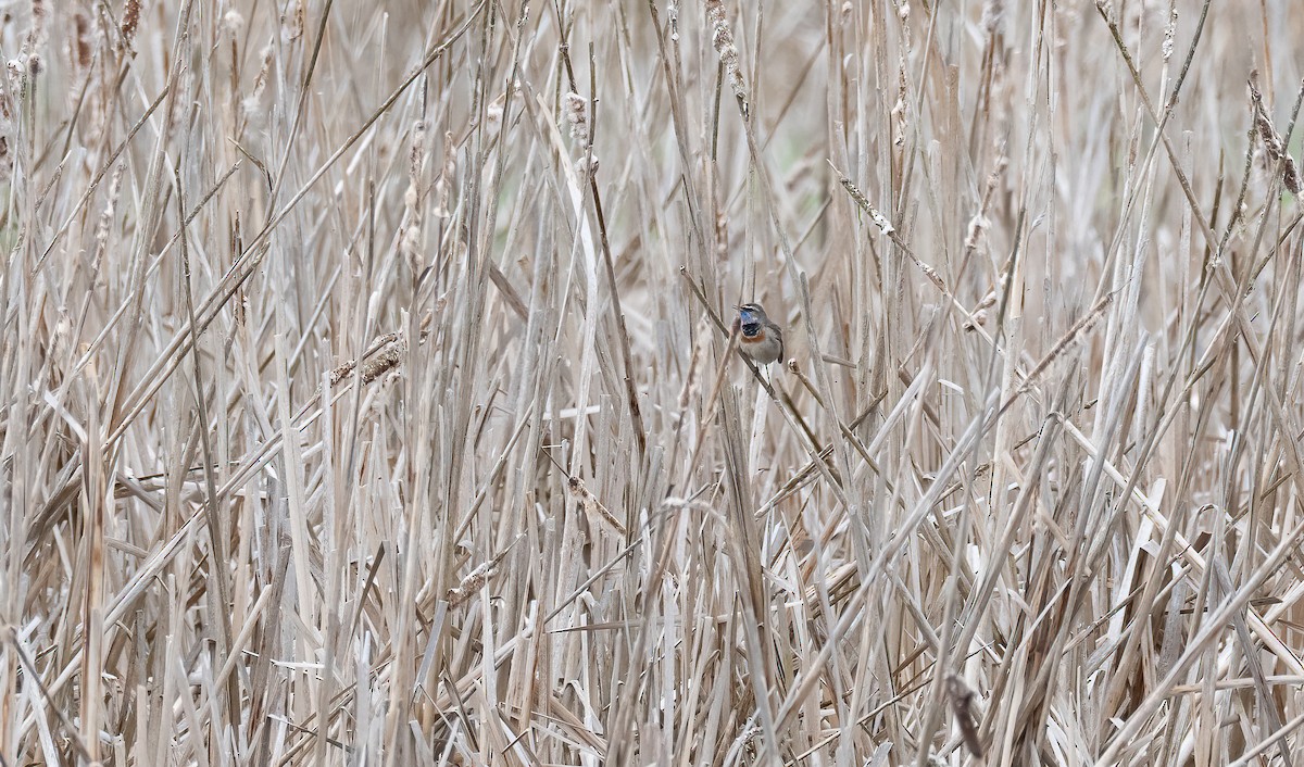 כחול חזה (נקודה אדומה) - ML647688955