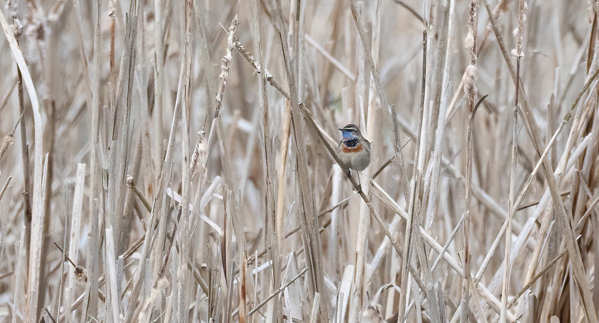כחול חזה (נקודה אדומה) - ML647688961