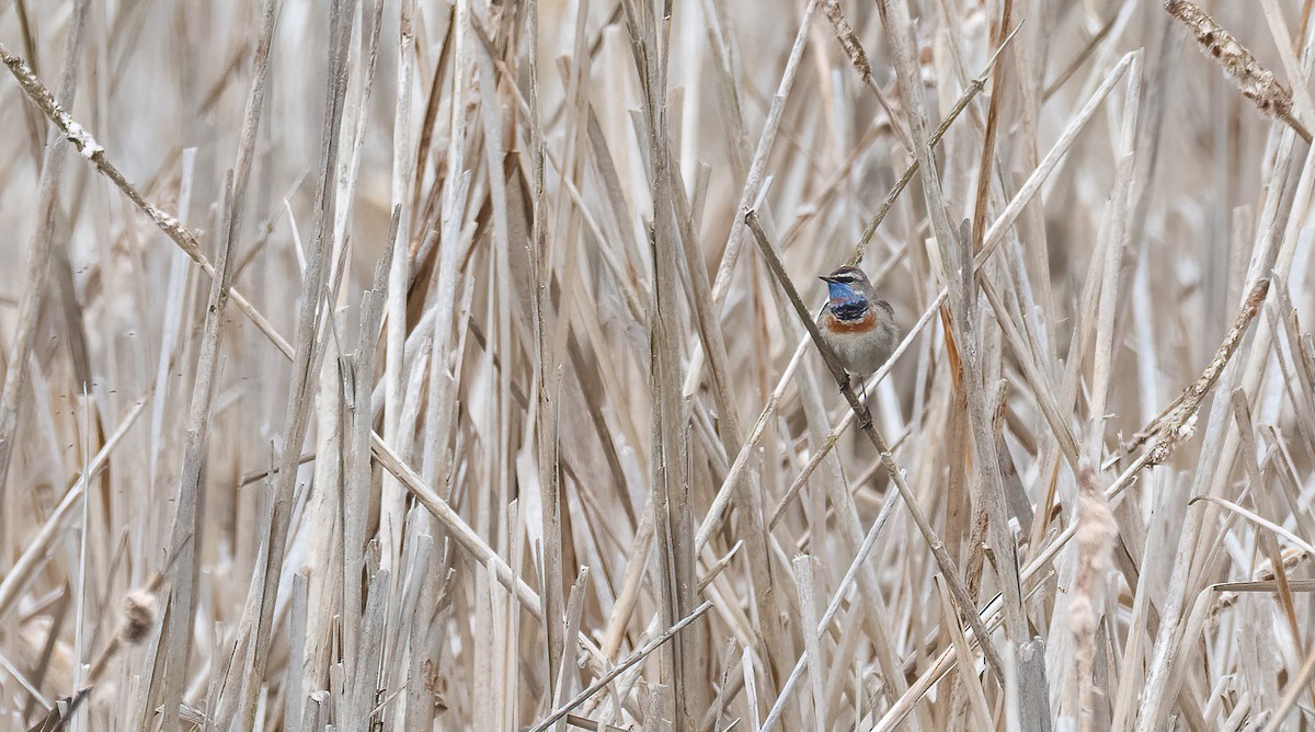 כחול חזה (נקודה אדומה) - ML647688964