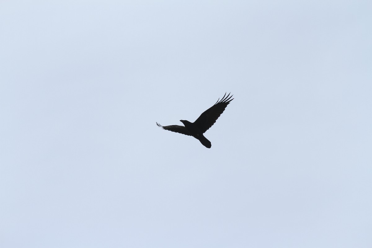 Common Raven - ML647688965