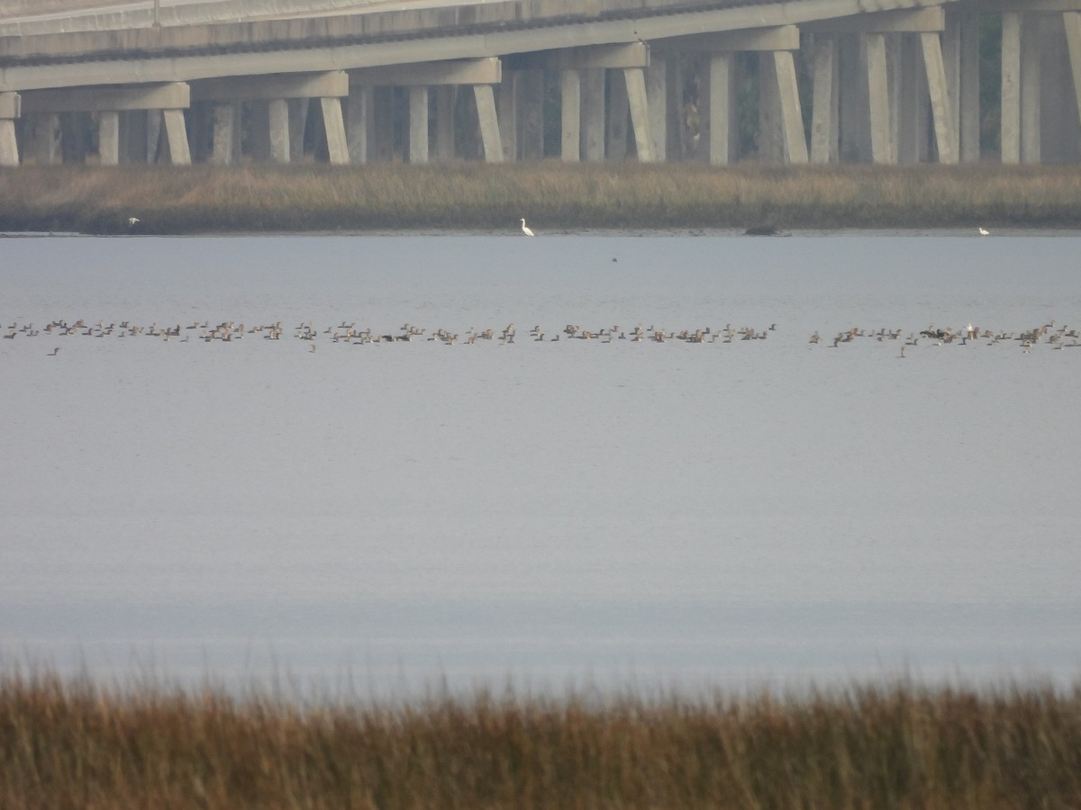 Double-crested Cormorant - ML647688981