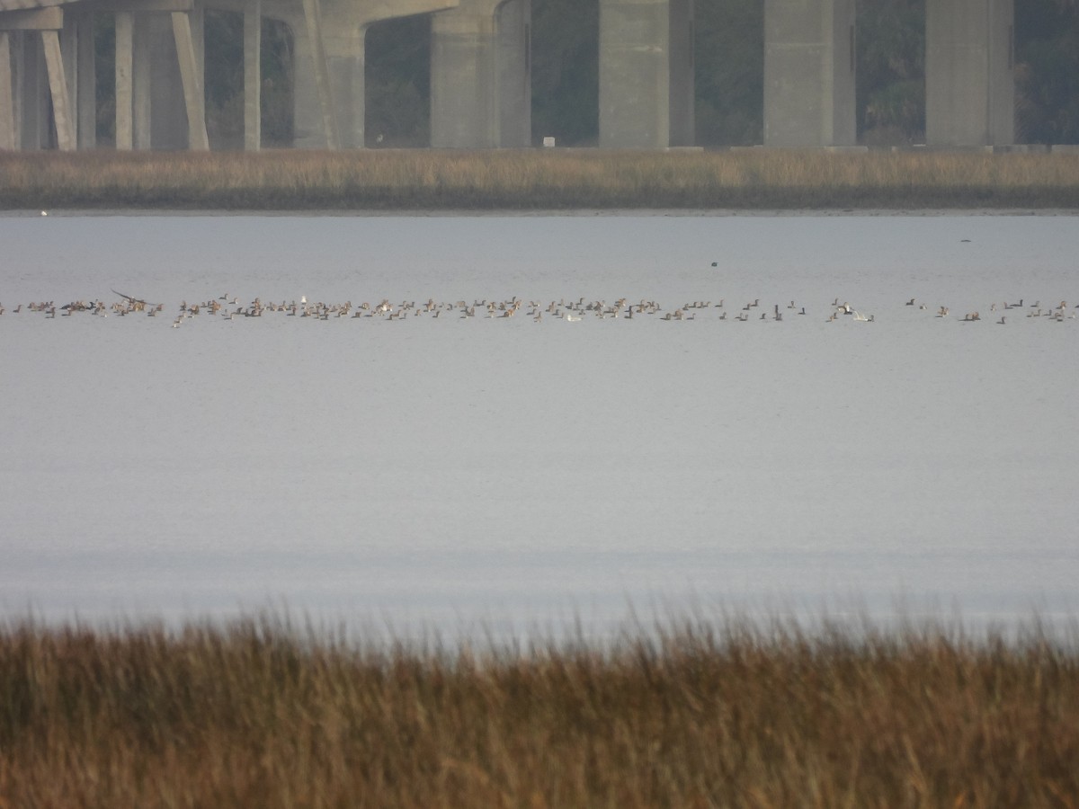 Double-crested Cormorant - ML647688982