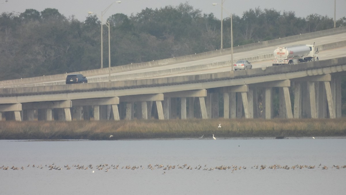 Double-crested Cormorant - ML647688983