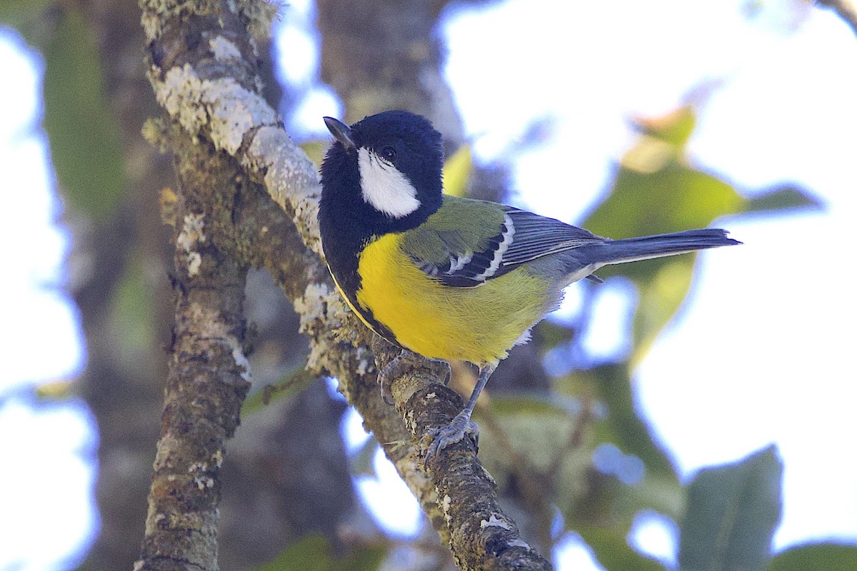 Bergkohlmeise - ML647688989