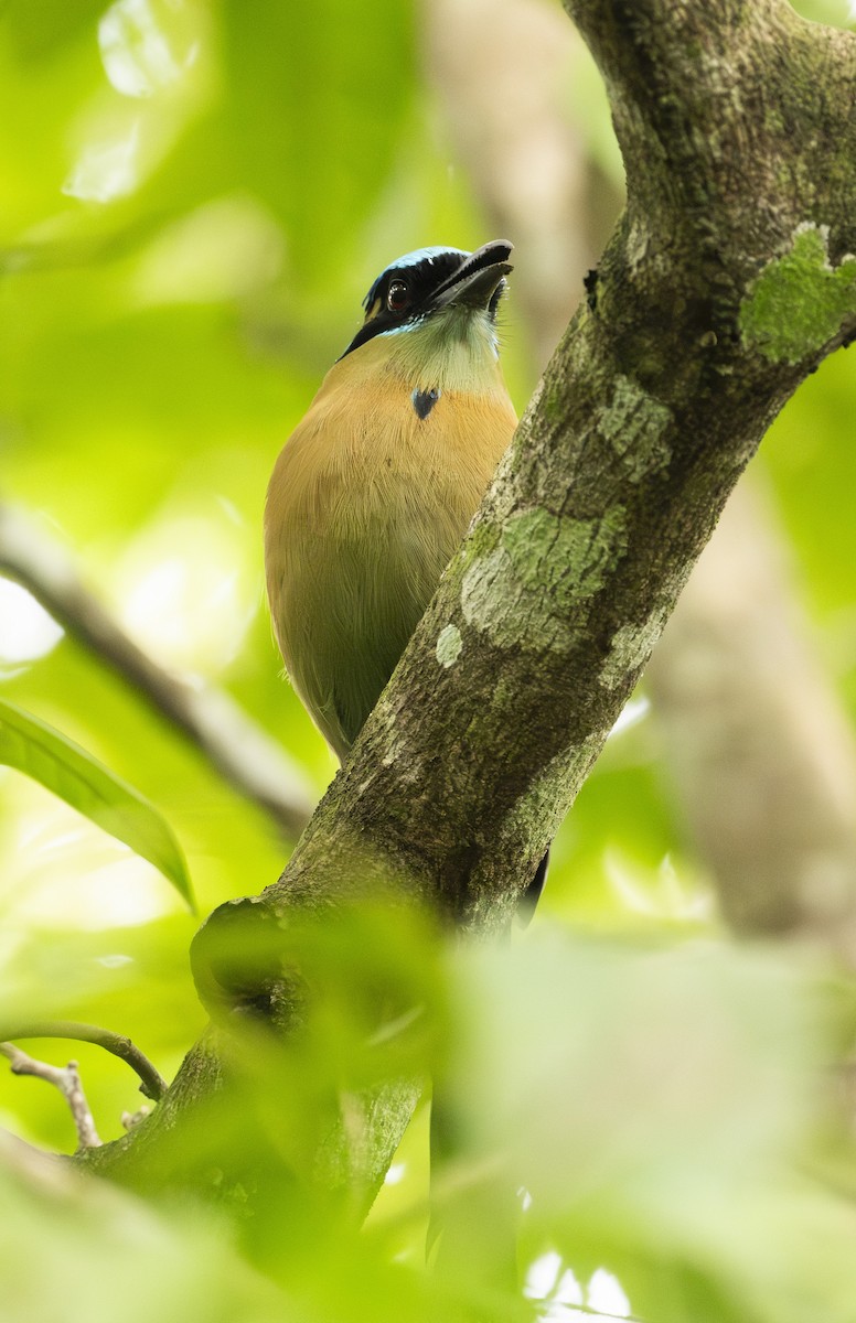 Lesson's Motmot - ML647689010