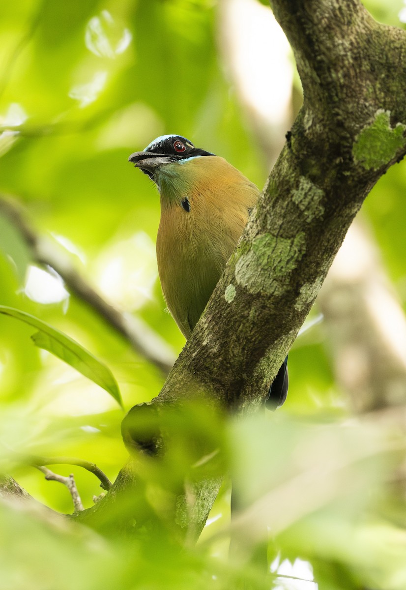 Lesson's Motmot - ML647689011