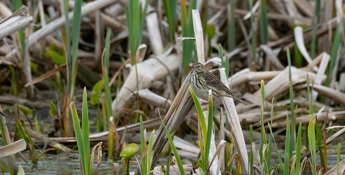 פפיון שדות - ML647689015