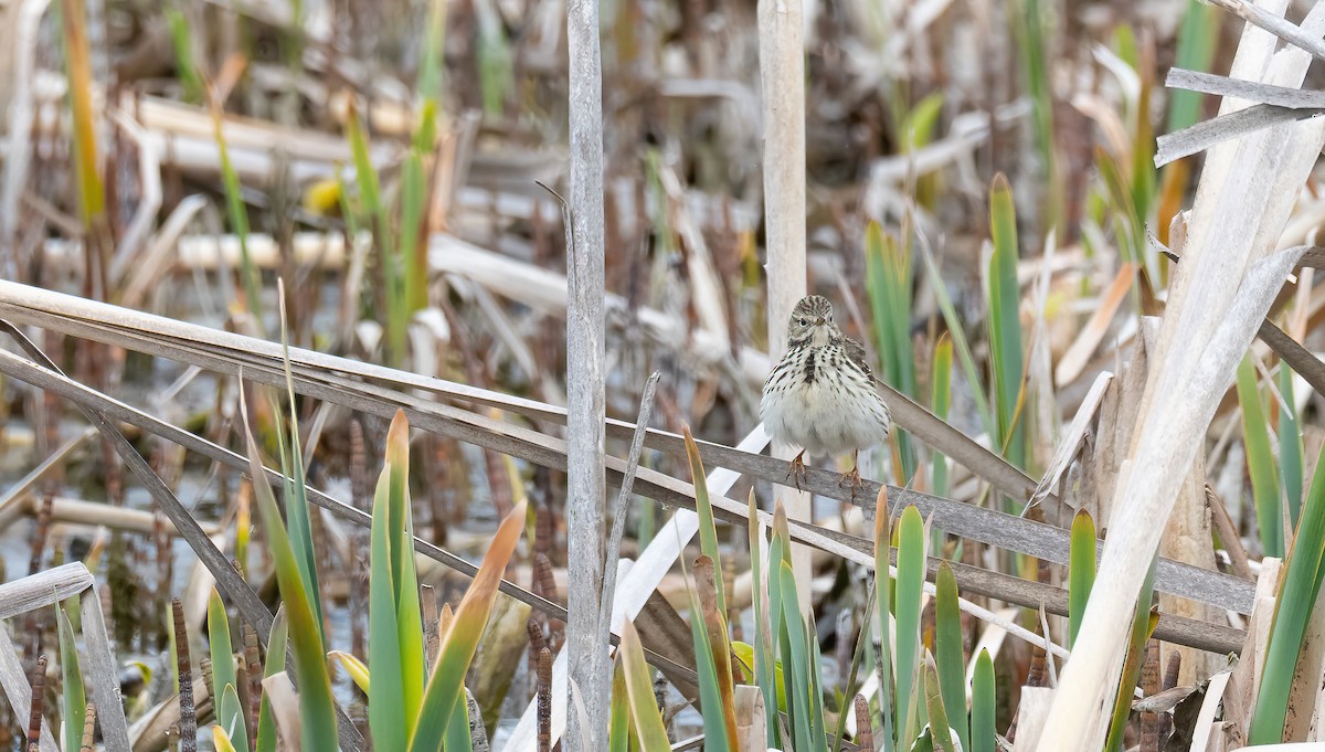 פפיון שדות - ML647689026