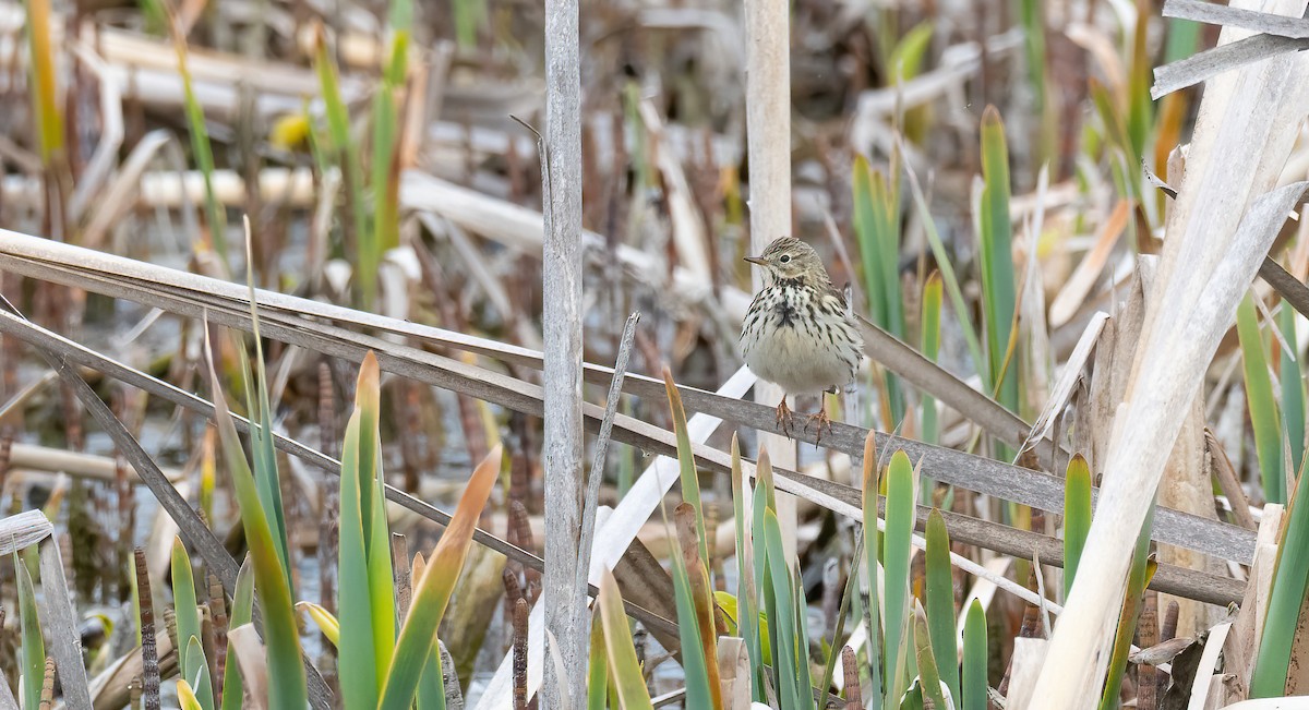 פפיון שדות - ML647689031