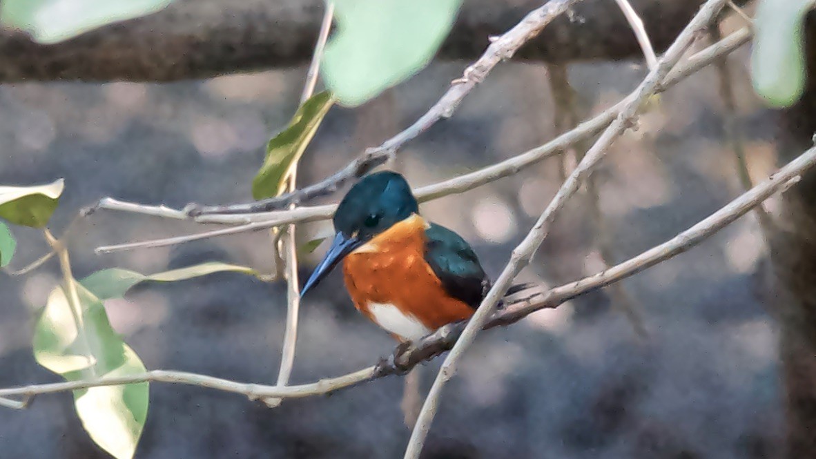 American Pygmy Kingfisher - ML647689040