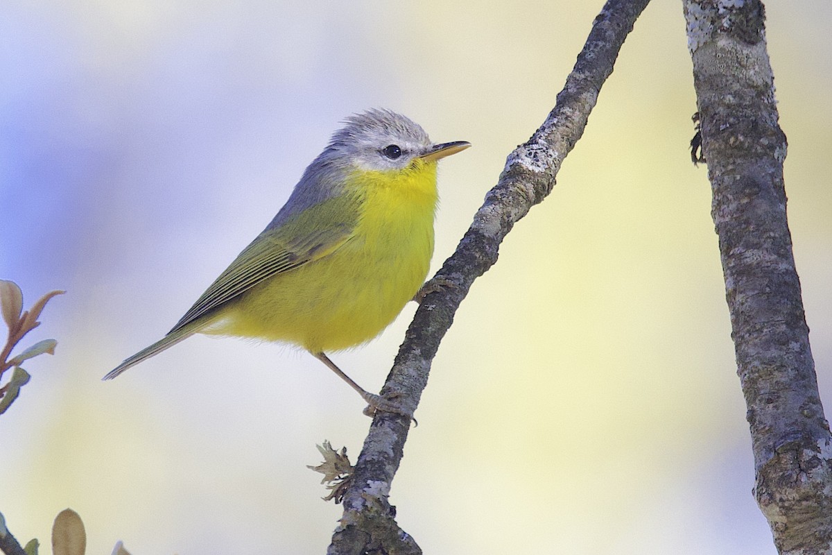 Gray-hooded Warbler - ML647689045