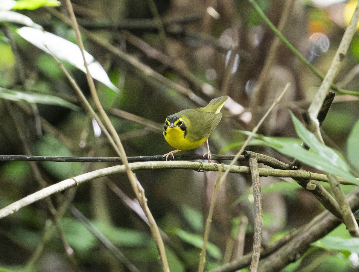 kentuckyparula - ML647689048