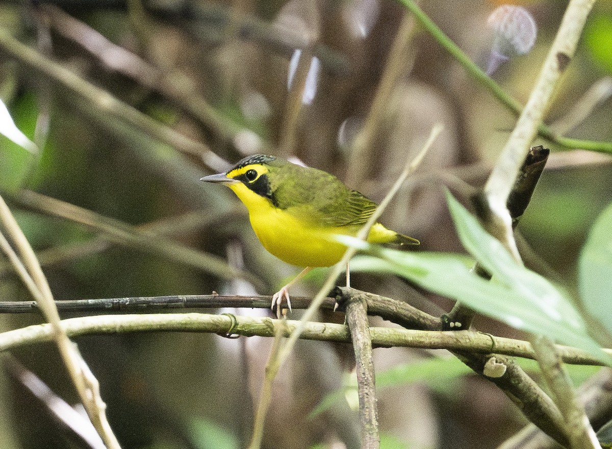 kentuckyparula - ML647689049