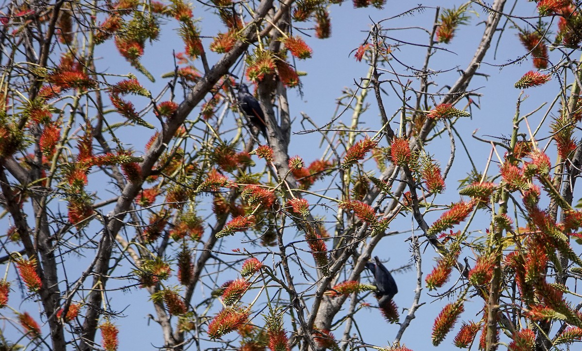 Kızılkanat - ML647689102