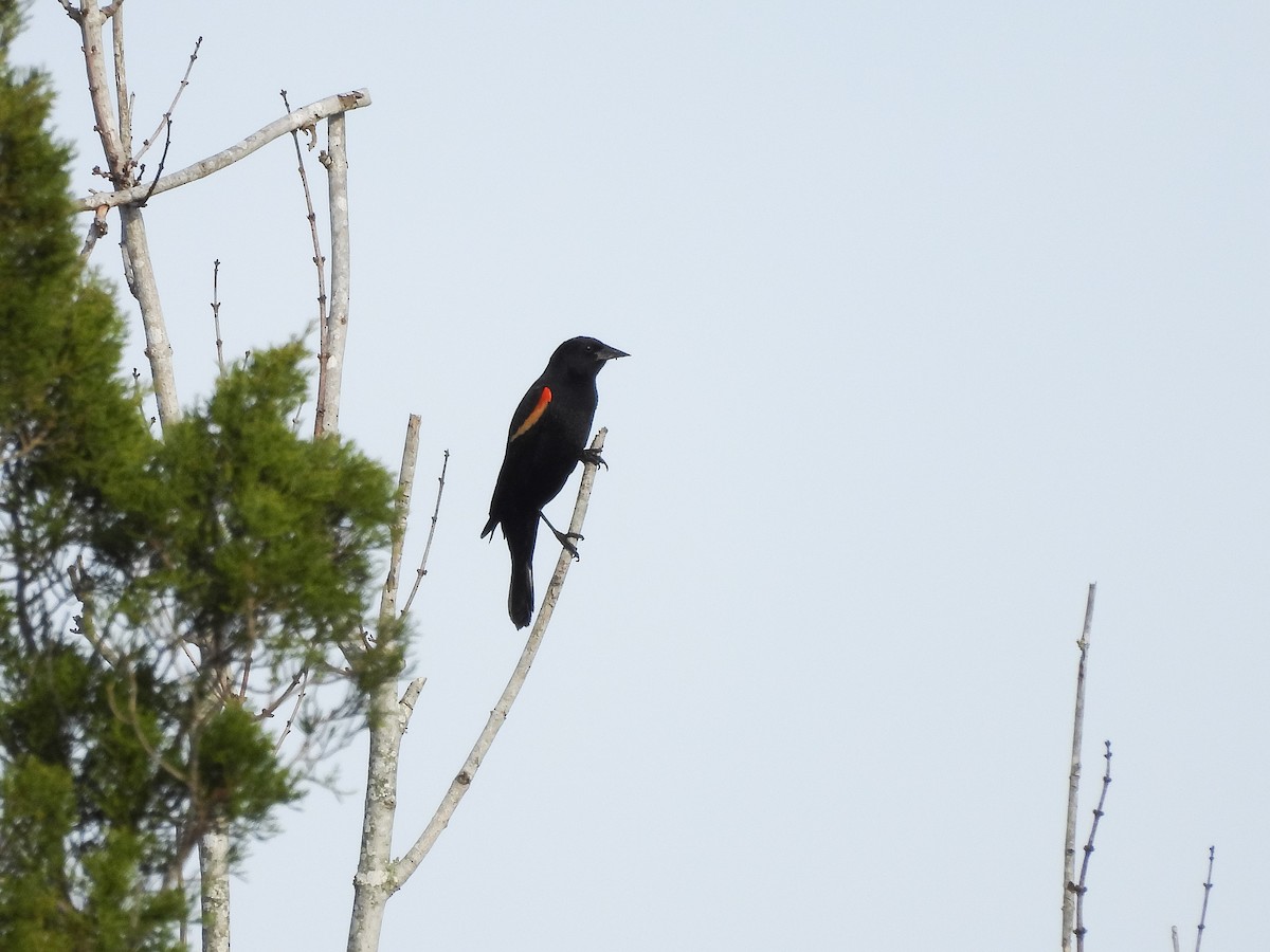 Red-winged Blackbird - ML647689109