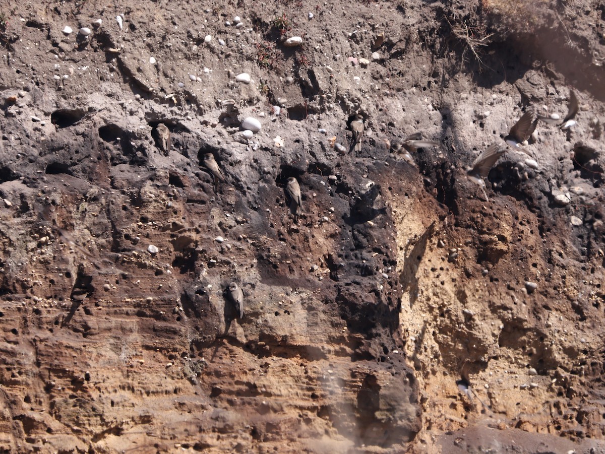 Uhalde-enara arrunta - ML647689118