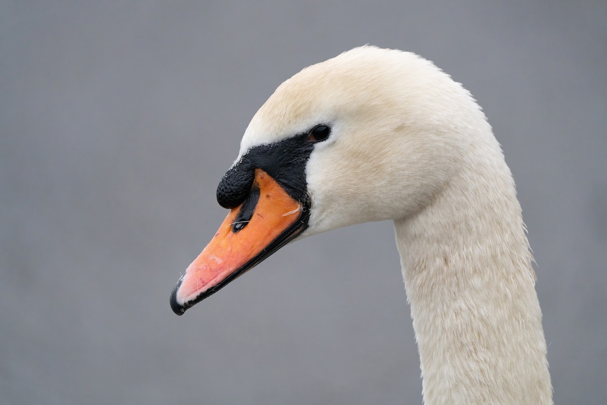 Лебідь-шипун - ML647689148