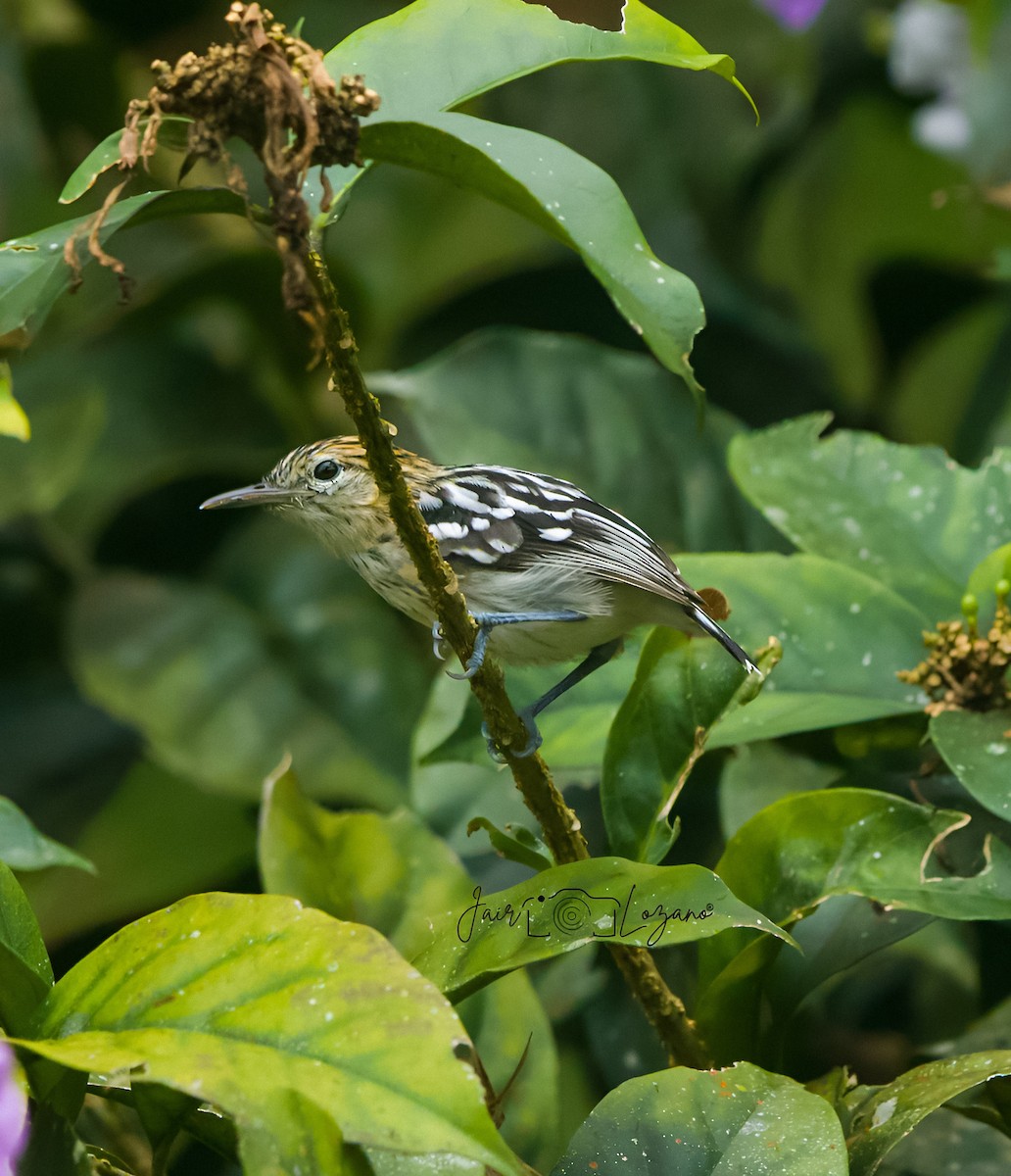 Pacific Antwren - ML647689197