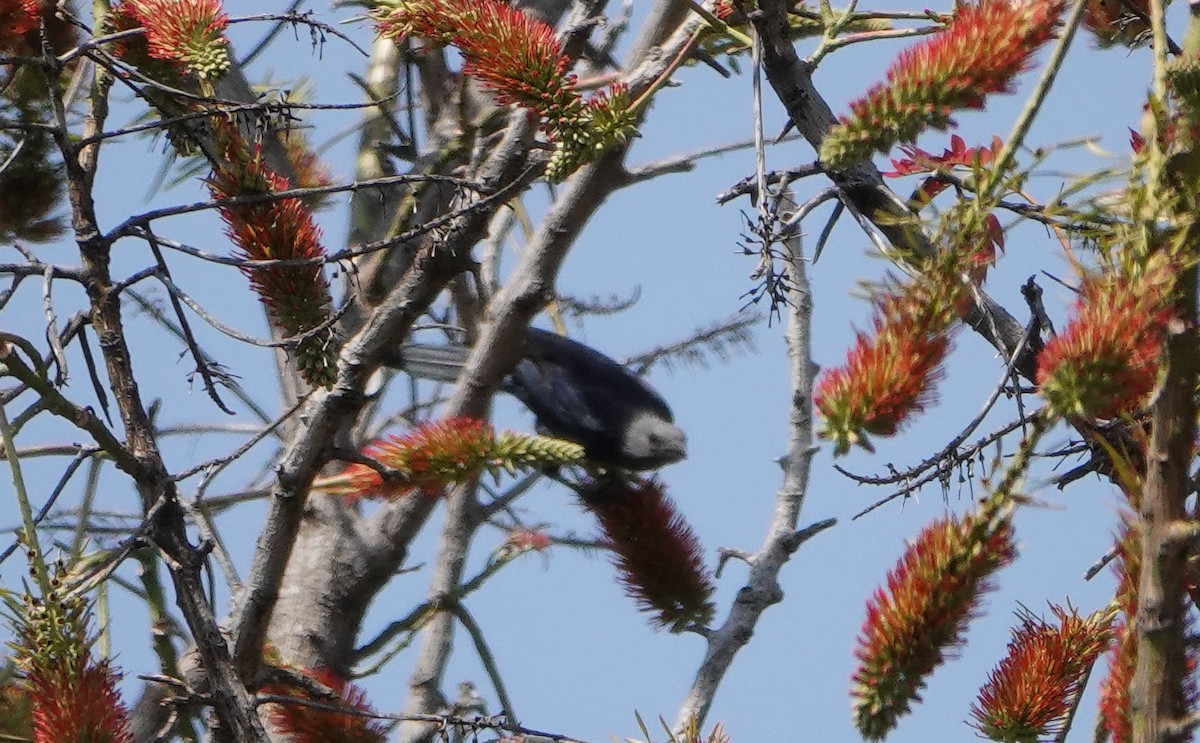 Kızılkanat - ML647689214