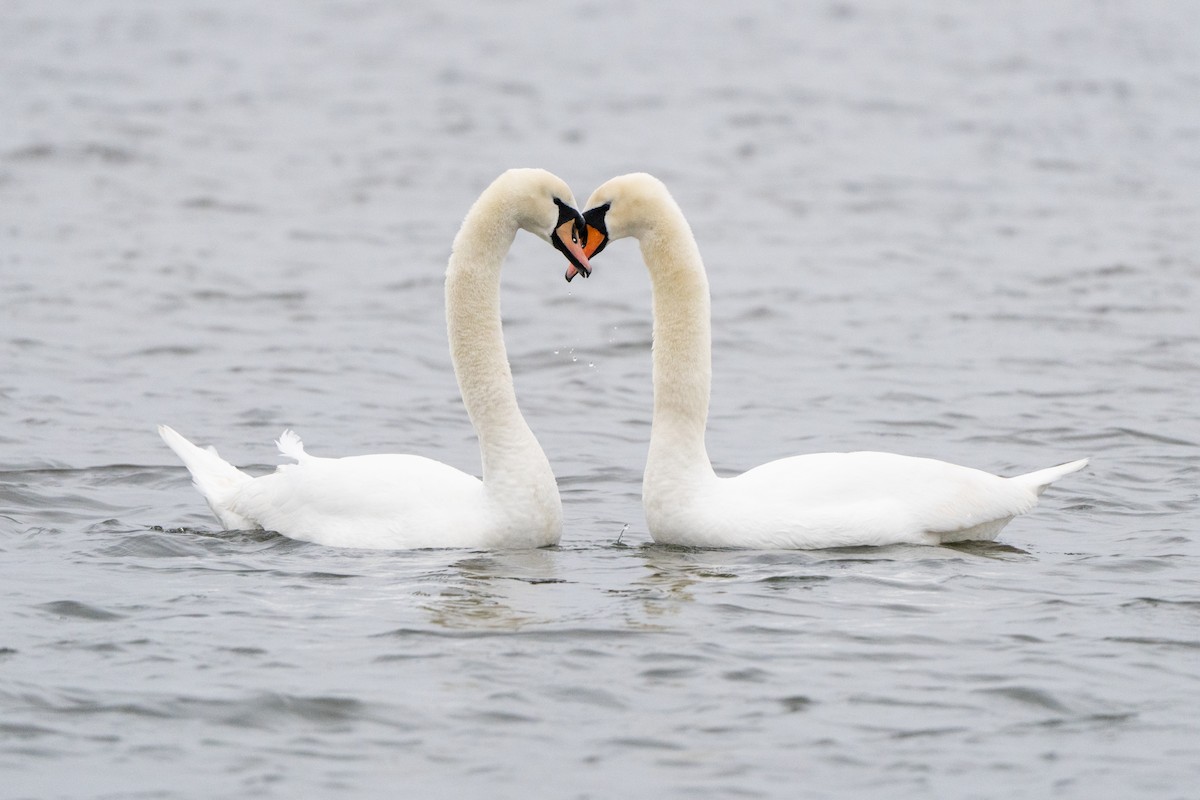 Лебідь-шипун - ML647689220