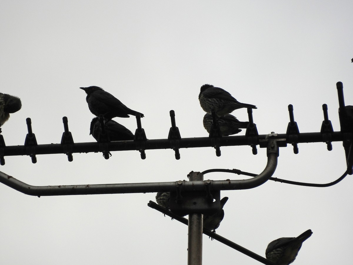 Asian Glossy Starling - ML647689221
