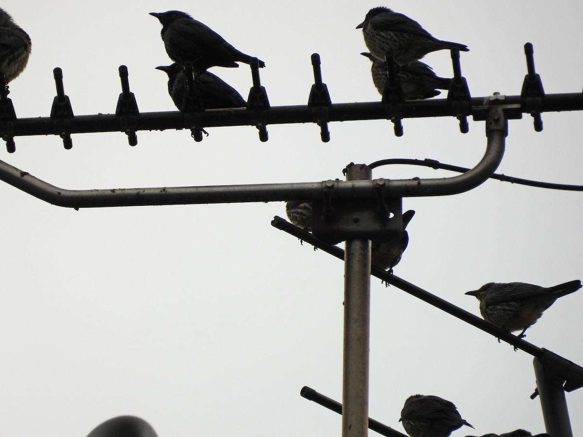 Asian Glossy Starling - ML647689222