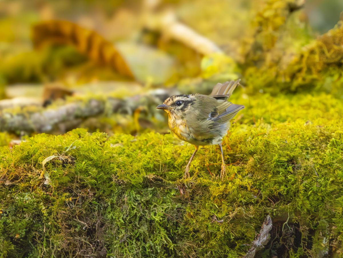 Three-striped Warbler (daedalus) - ML647689239