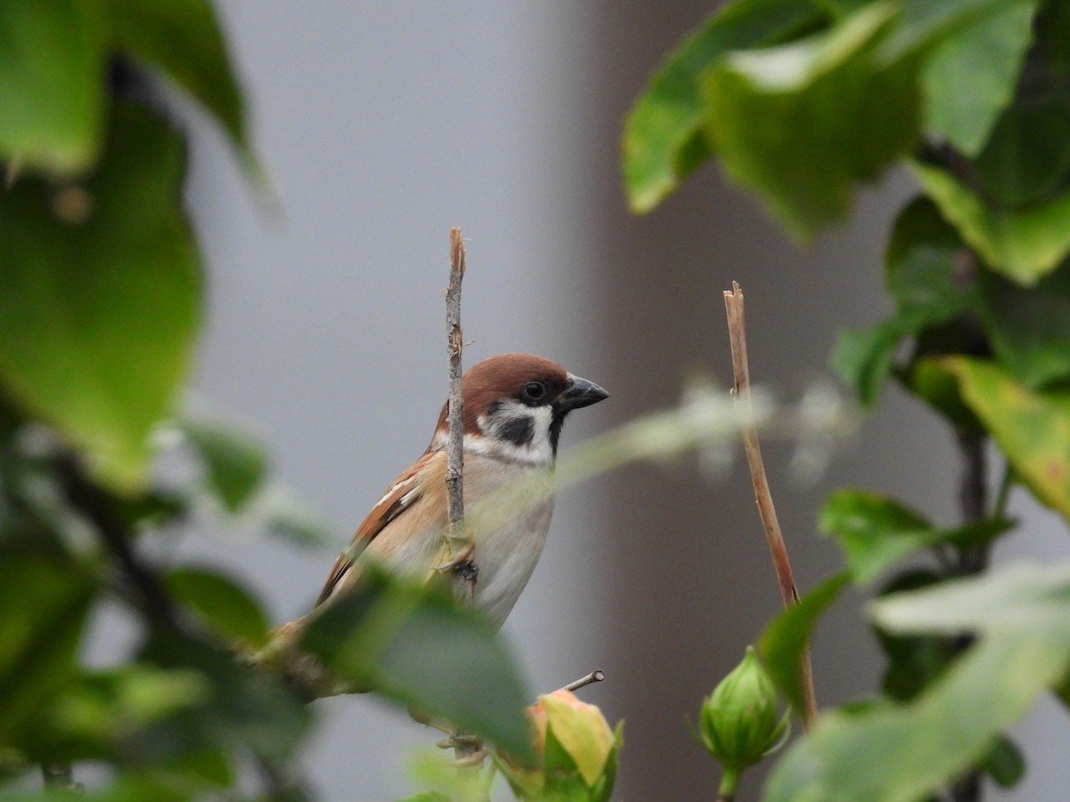 Gorrión Molinero - ML647689244