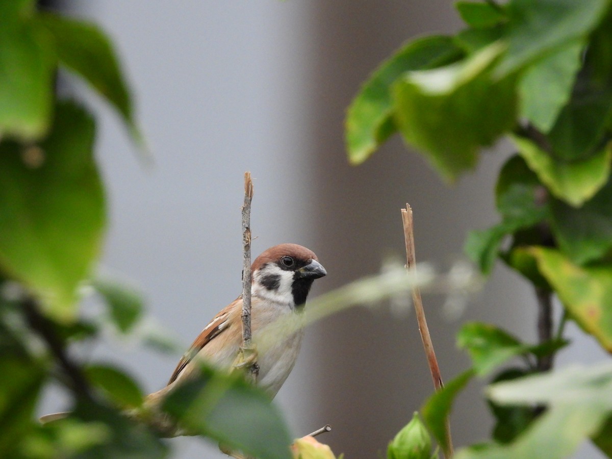 Gorrión Molinero - ML647689245