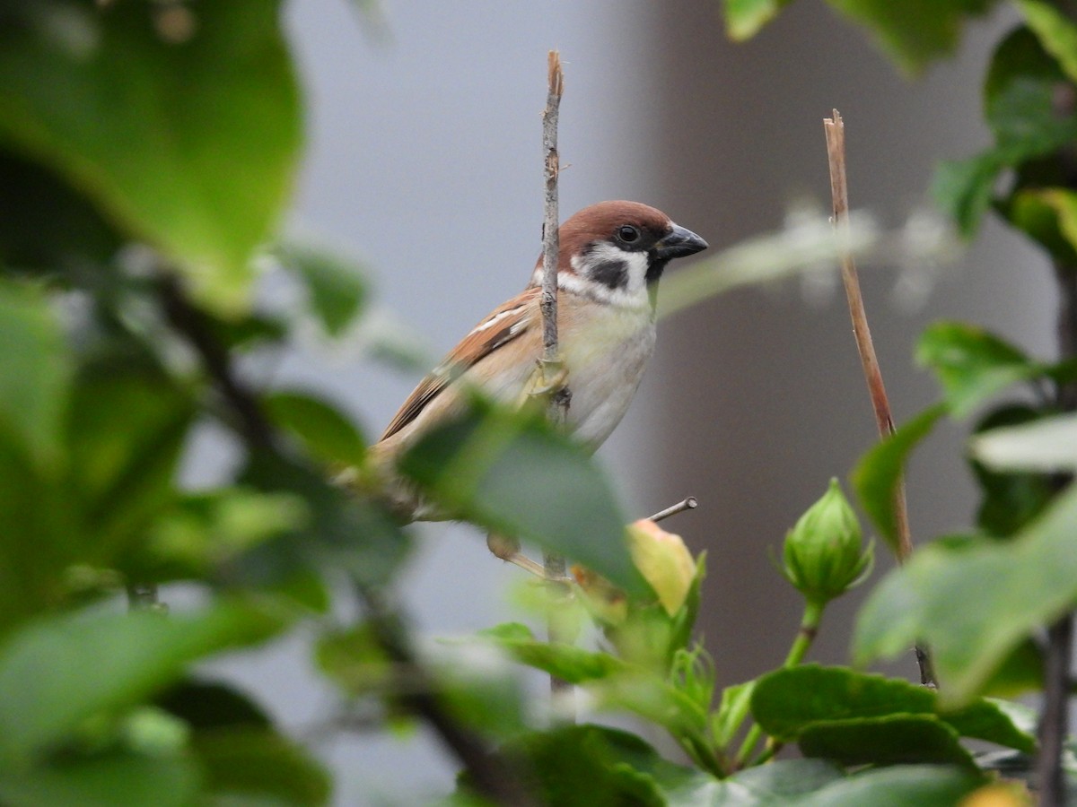 Gorrión Molinero - ML647689246