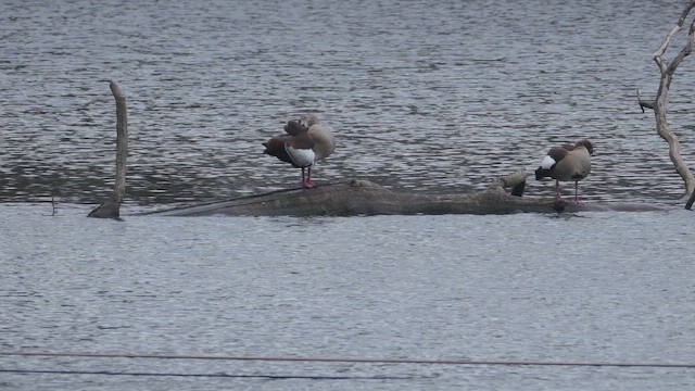 Oca egiziana - ML647689255