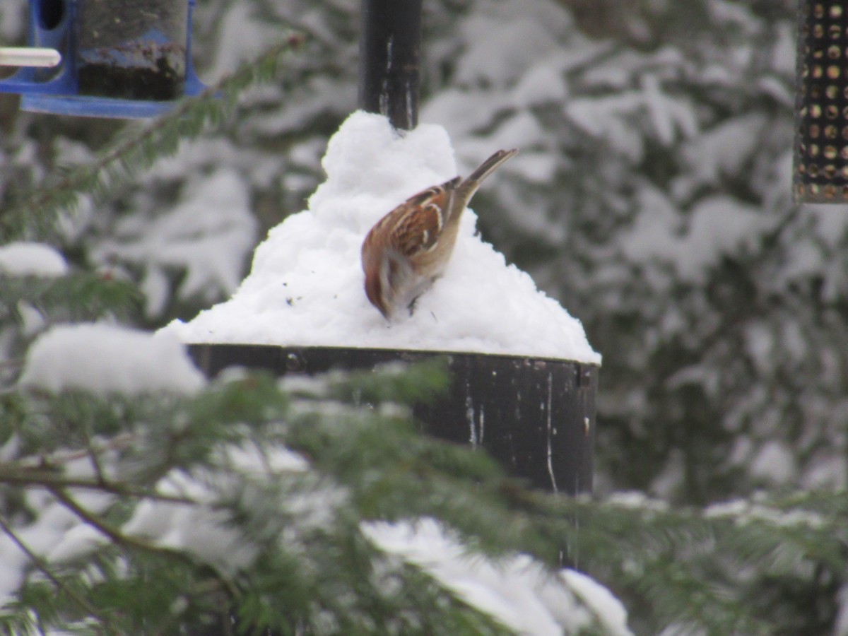 American Tree Sparrow - ML647689256