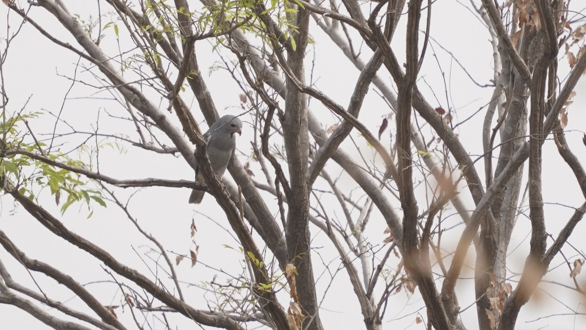 Lizard Buzzard - ML647689260