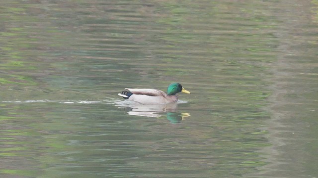 Germano reale - ML647689274