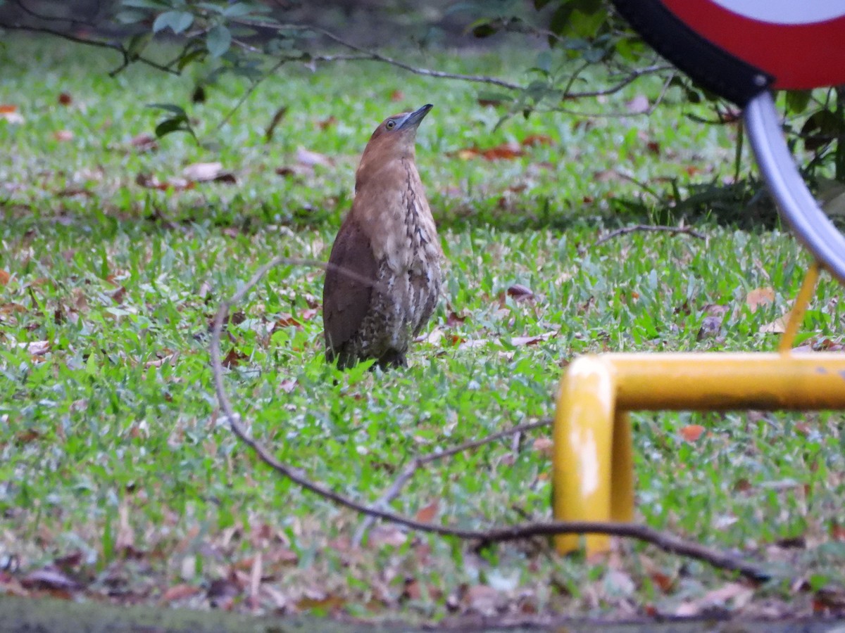 Malay Gece Balıkçılı - ML647689293