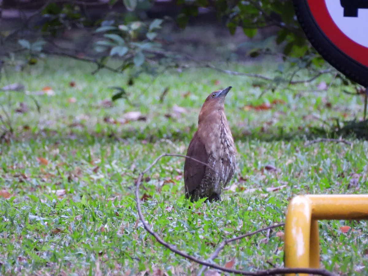 Malay Gece Balıkçılı - ML647689294