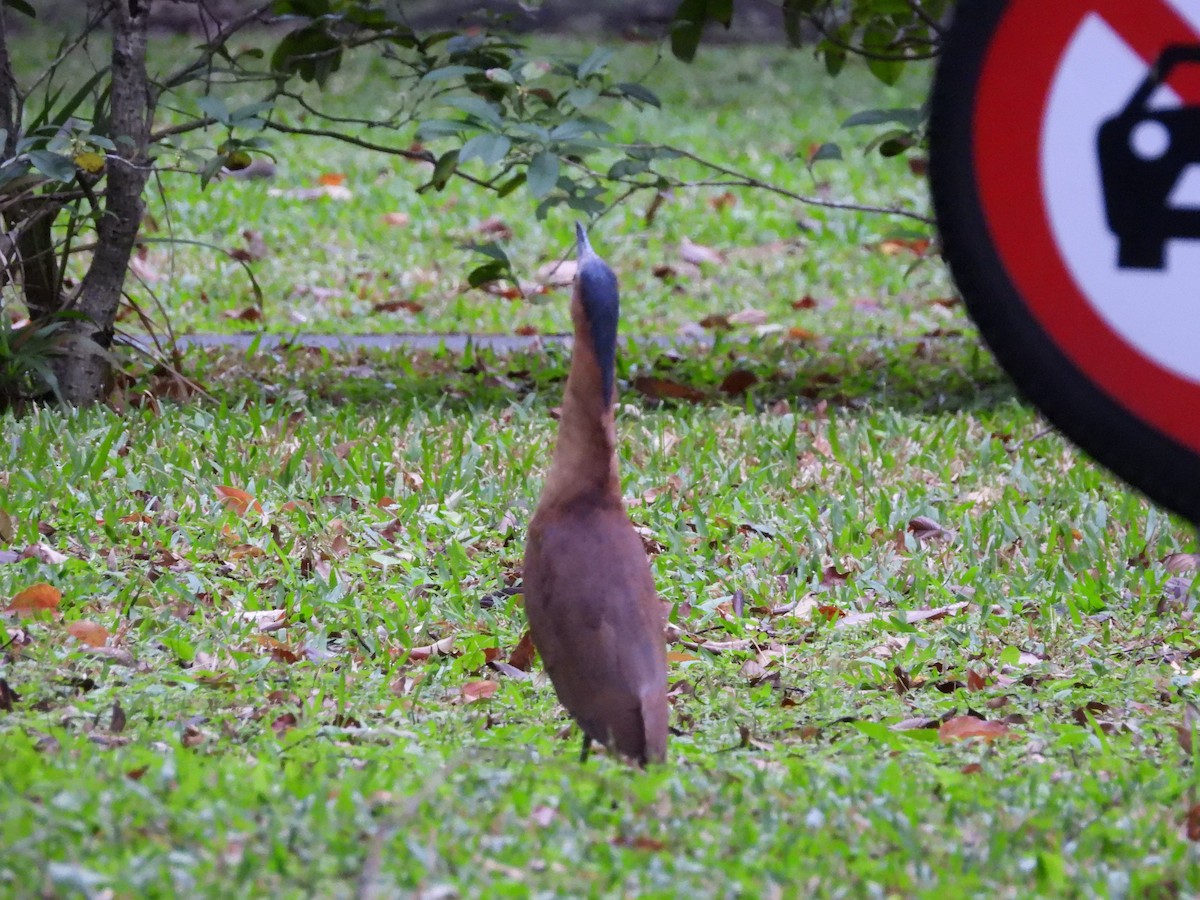 Malay Gece Balıkçılı - ML647689295