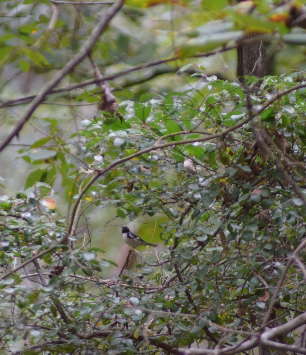 Black-throated Blue Warbler - ML647689297