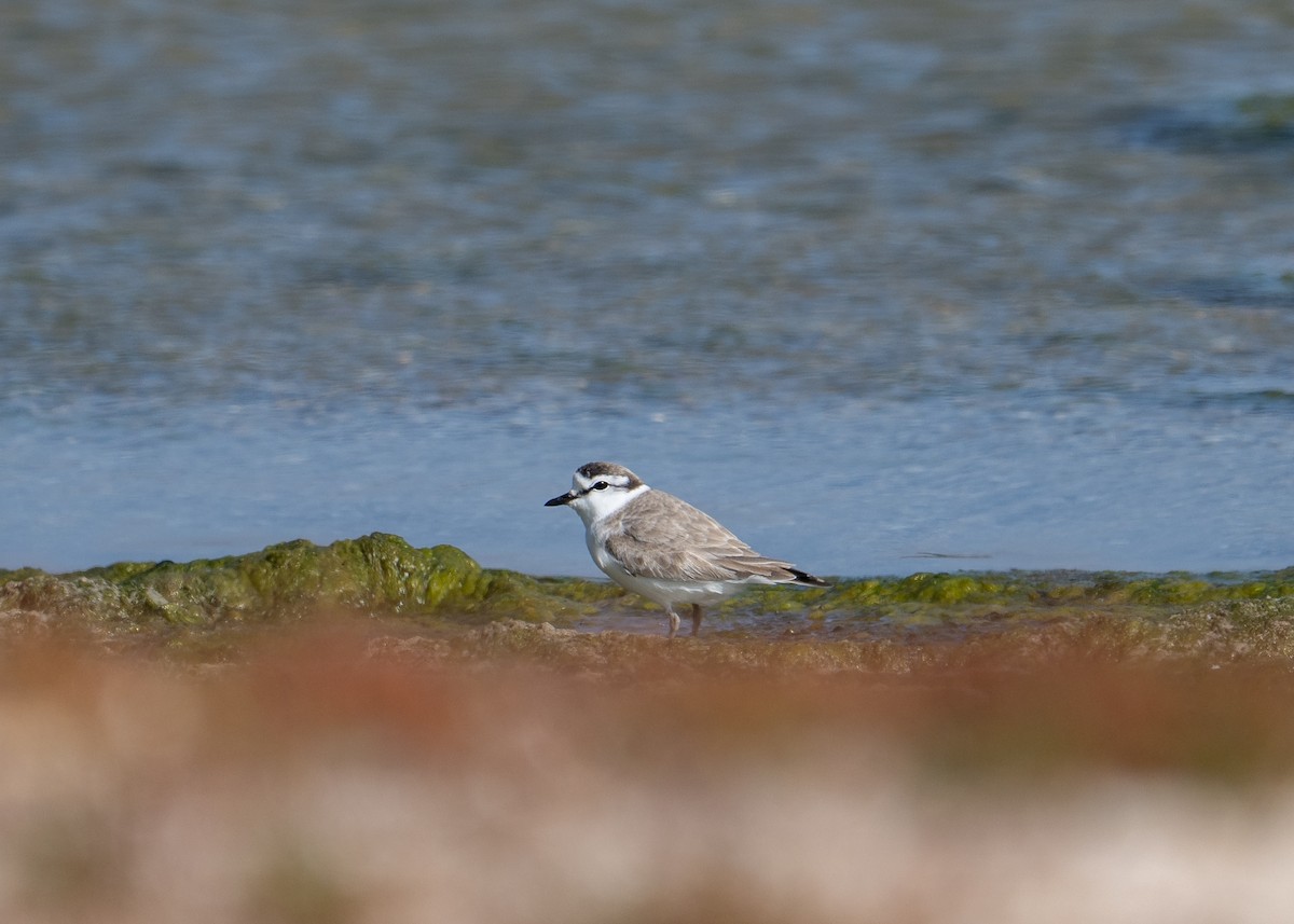 White-fronted Plover - ML647689298