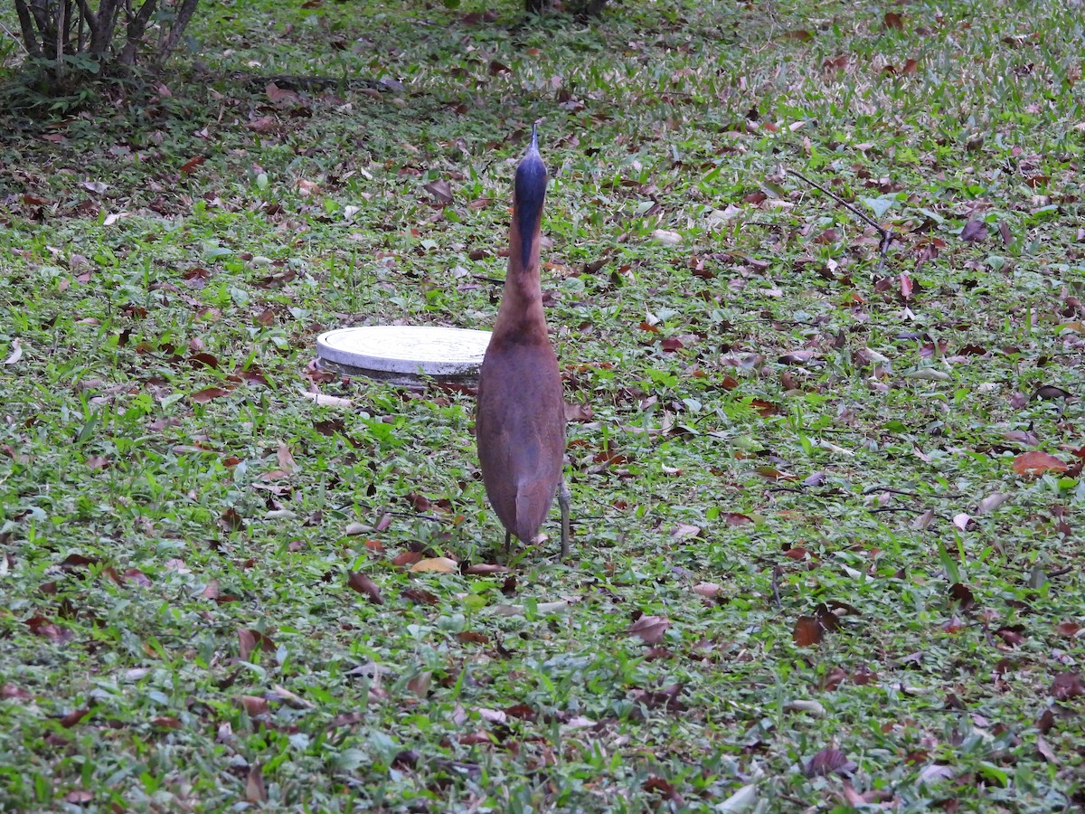 Malay Gece Balıkçılı - ML647689303