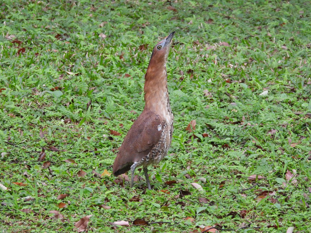 Malay Gece Balıkçılı - ML647689304